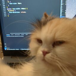 Image of a coloured Persian Cat